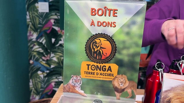 Une cagnotte pour envoyer des lions en Afrique du Sud lancée par Tonga Terre d'acceuil