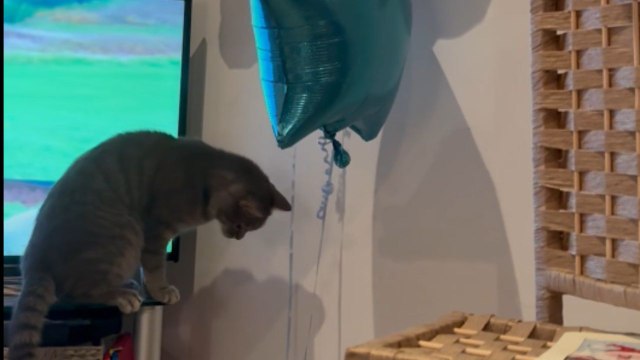 Whiskered ballet: Cat's hilarious tango with helium balloons creates chaos