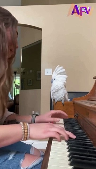 I Can't With These Pets!