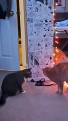 Funny complications with pets