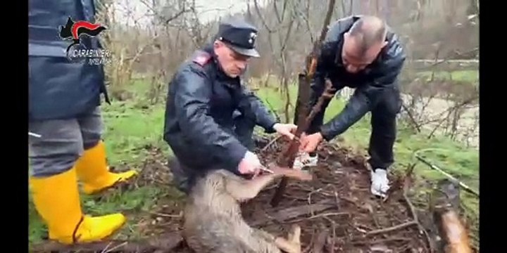 Lupa rimane ferita in una trappola: salvata da carabinieri e Asl, ora ha riconquistato la libert?