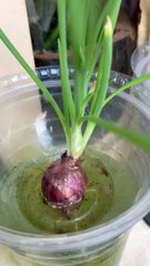 Only water can make them grow