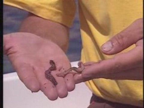 Technique de peche a soutenir