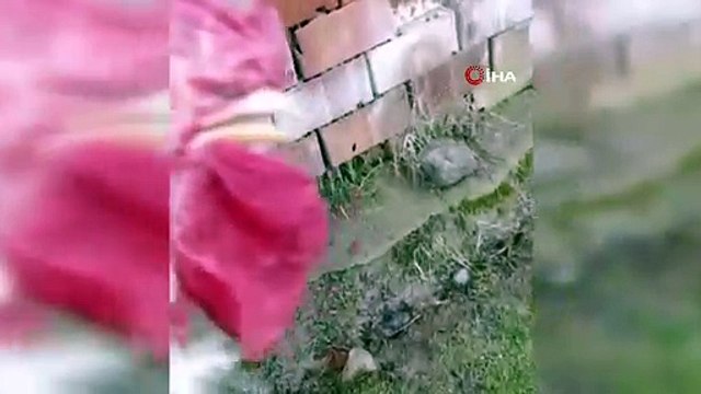 Horoz tam kesileceği sırada 'anne' diye bağırdı