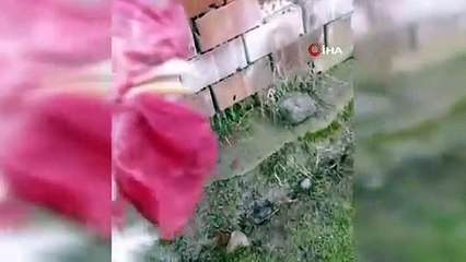 Horoz tam kesileceği sırada 'anne' diye bağırdı