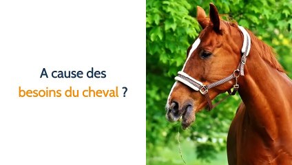 Ecurie active toute l'histoire