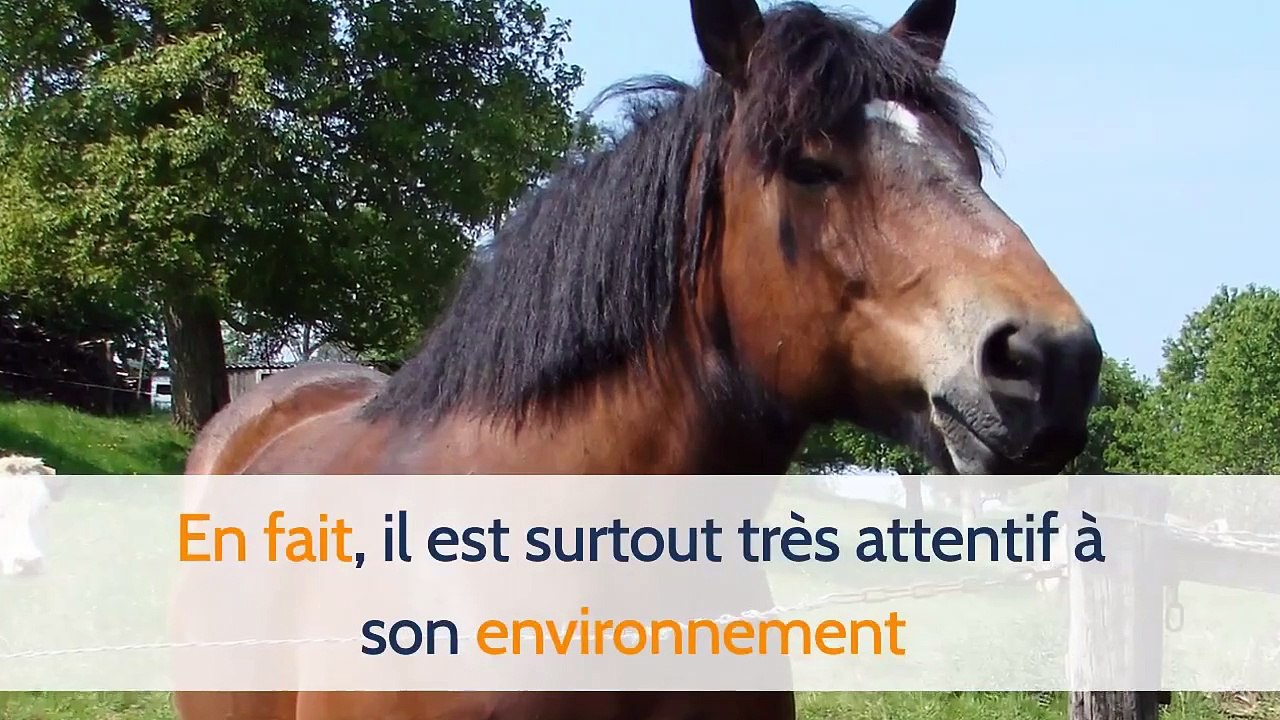 Quels sont les signes de stress chez le cheval ?