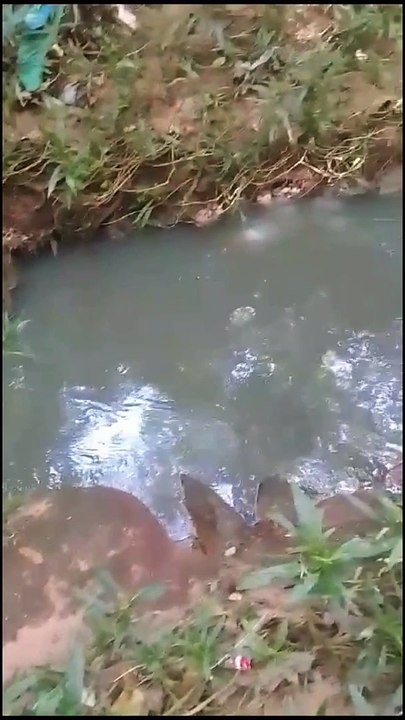 Moradora do Jardim das Garças acusa Sanepar de despejar esgoto em rio durante a madrugada