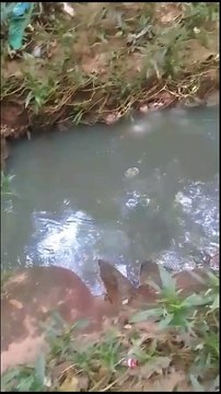 Moradora do Jardim das Garças acusa Sanepar de despejar esgoto em rio durante a madrugada