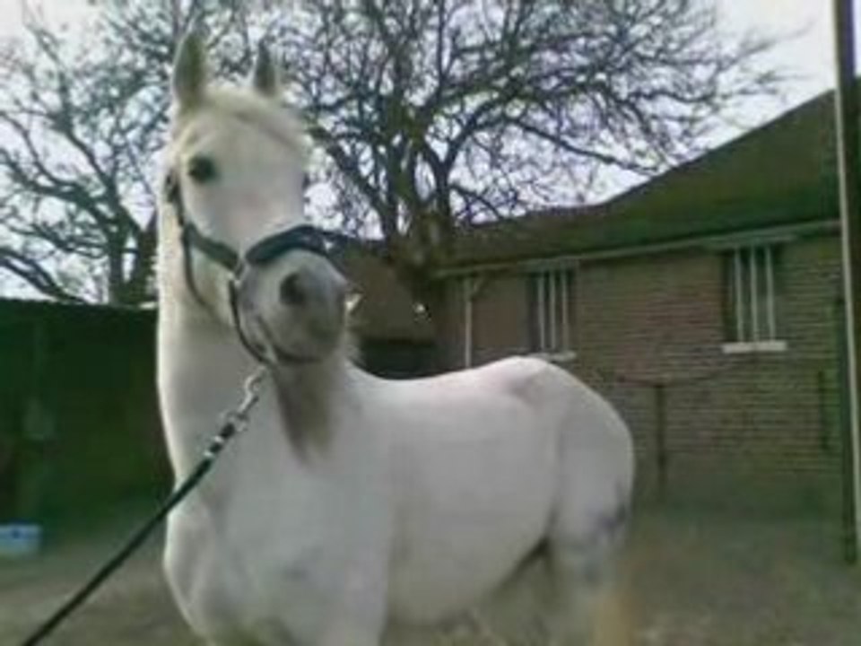 Flamingo espagne vidéo 2 partis fini