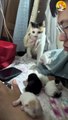 cute cat with her kittens| cutest cats and kittens