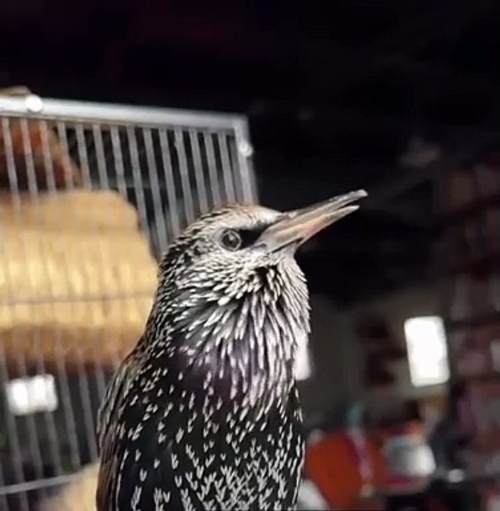 Cet oiseau fait des sons très bizarres