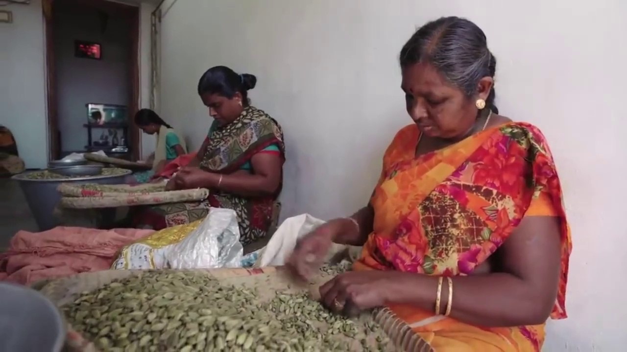 Elaichi Kaise Banti Hai | Elaichi ki Kheti | Cardamom Farming | Cardamom Making Process In Urdu