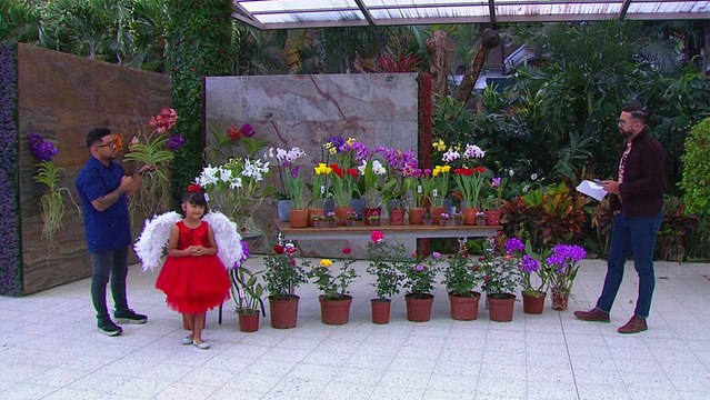 bd-rosas-orquideas-y-tulipanes-cuales-son-sus-cuidados-140224