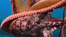 The Octopus : Nature's Master of Camouflage