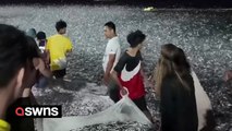 Hundreds of thousands of sardines wash up on shore in the Philippines