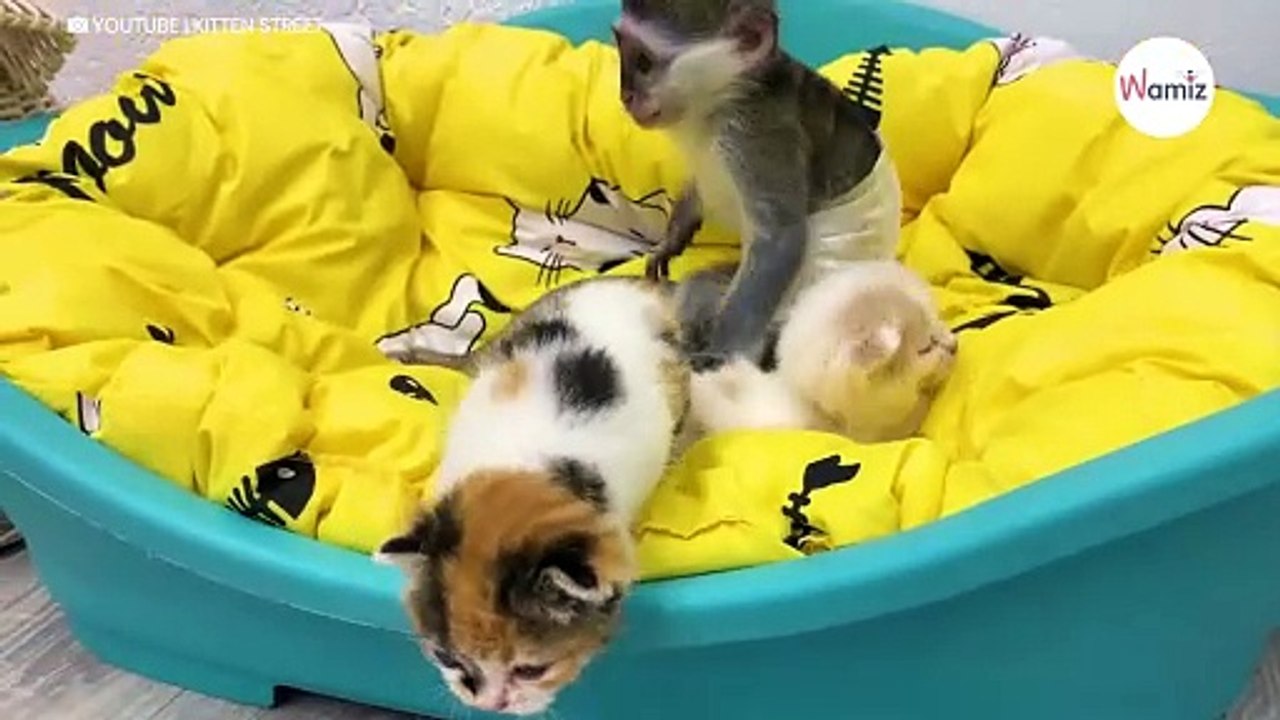 Äffchen schnappt sich plötzlich ein Kätzchen: 26 Millionen mal auf Youtube angeschaut (Video)