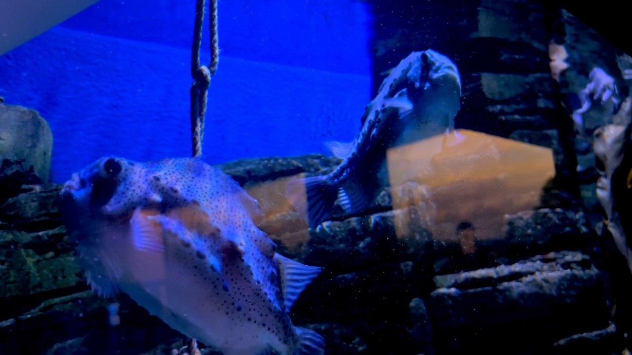 A Bristol Guide to Half Term: Bristol Aquarium is hosting a shipwreck week in the city