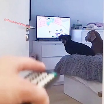 Smart Dog Saying Don't Switch Off Screen