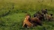 Lioness being attacked by a hyena clan is quickly rescued by her pride