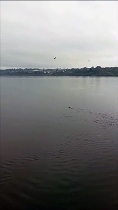 Pair of otters on the River Foyle on February 14, St Valentine's Day 2024