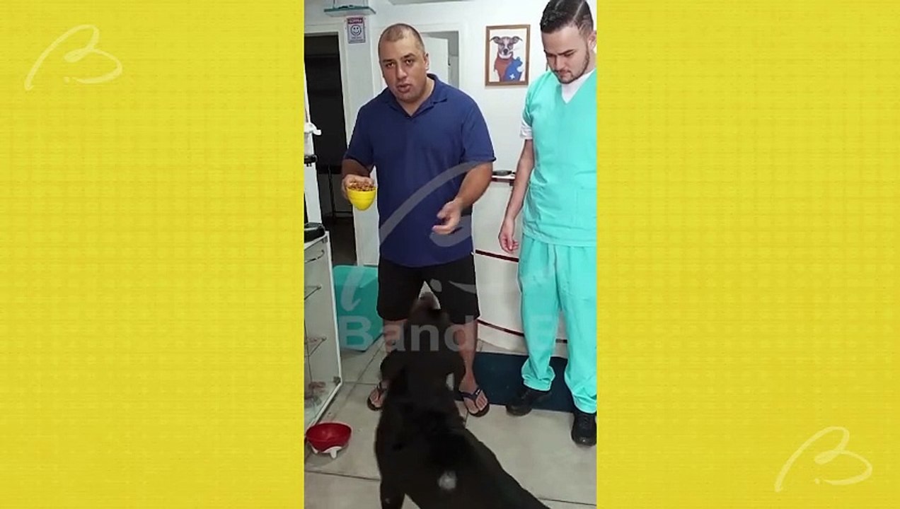 A procura de um novo lar, cão rottweiler se recupera de ataque feito por mulher com chave de fenda em Fazenda Rio Grande
