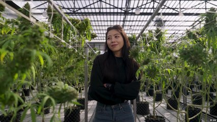 صناعة القنب الهندي في تايلاند