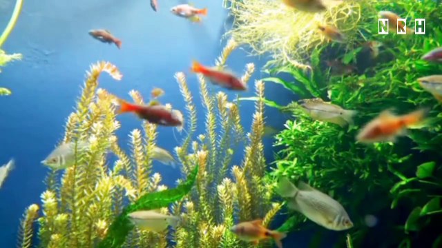 Most beautiful relaxation film Beautiful Landscapes with most charming nature, flowers, birds, seascapes & peaceful music