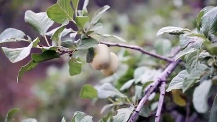 SENDEROS.  Solo Hiking.  Roque Nublo - La Culata de Tejeda