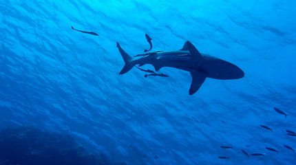 ¿Qué hay detrás del mercado de aleta de tiburón? Esta es la polémica por medida que permite su caza