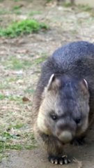 Vombate de 34 anos a viver no Japão é o mais velho de sempre