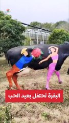 البقرة تحتفل بعيد الحب