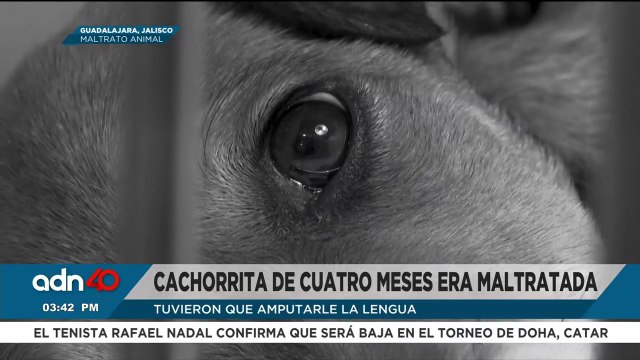 Rescataron a una cahorrita de apenas cuatro meses, sufría maltrato y le ampuraton la lengua