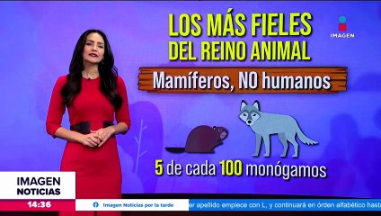 Esto contaminan los regalos del Día del Amor y la Amistad