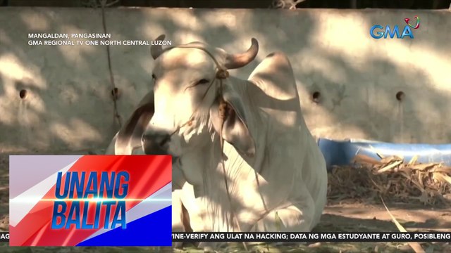 Ilang alagang baka, nakitaan ng mga sintomas ng heatstroke | UB