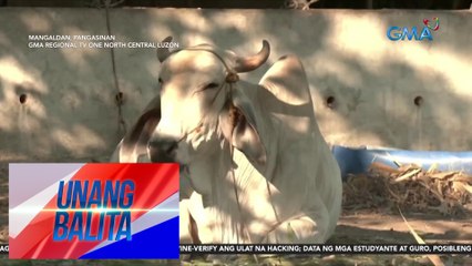 Ilang alagang baka, nakitaan ng mga sintomas ng heatstroke | UB