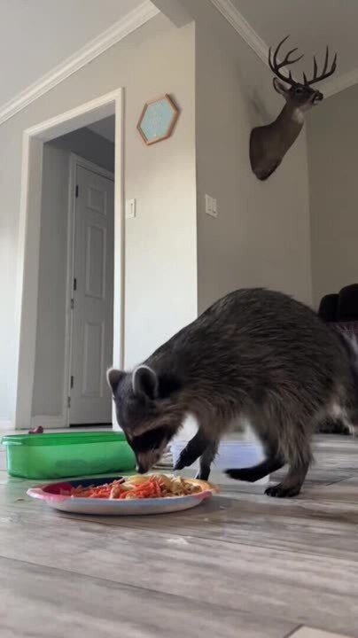 Raccoon Enjoys Eating Snacks Offered on Plate - video Dailymotion