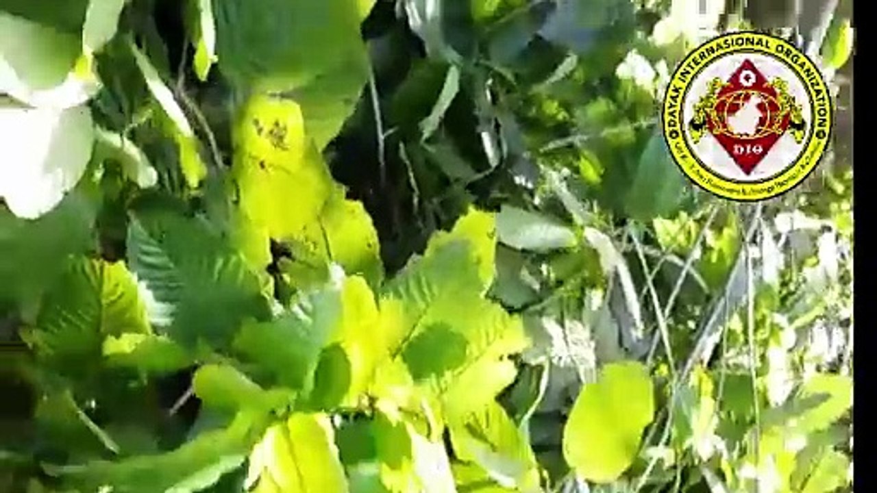 Ini Cara Petani di Kabupaten Kapuas Hulu, Provinsi Kalimantan Barat Panen Daun Kratom di Hutan Alam, dan Tata Niaga Akan Diatur Kementerian Perdagangan Sesuai Arahan Presiden Joko Widodo dan Badan Narkotika Patuh Arahan Presiden dan Regulasi Kemendag