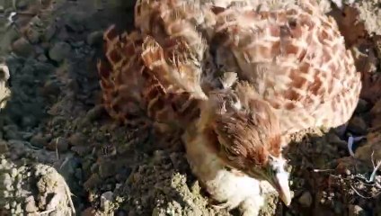 teetar ki masti -teetar playing