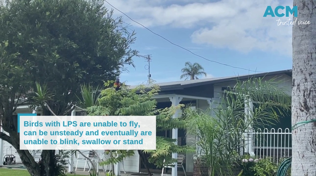 Lorikeet Paralysis Syndrome in Mid North Coast | February 15, 2024