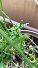 Hope it helps attract firefly