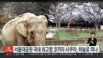 서울대공원 국내 최고령 코끼리 사쿠라, 하늘로 떠나