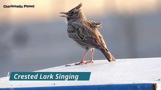Song of Crested Lark