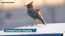 Song of Crested Lark