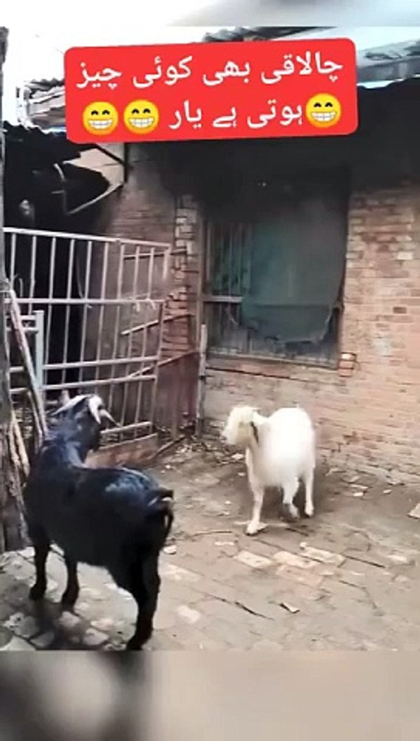 Funny moments videos