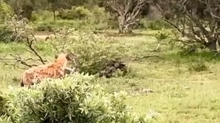 A leopard eats other animals and goes to the tree