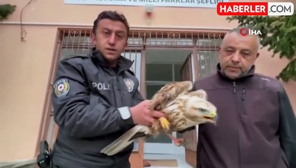 Polis memuru nesli tehlike altında olan kızıl şahine nefes oldu