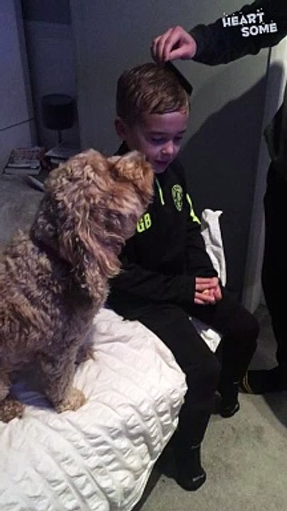 Heartsome Moment as Dog Waits for Brushing Turn || Heartsome 