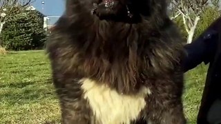 Caucasian Shepherd Dog  One Of The Biggest  Dog Breeds In The World  #shorts #dog