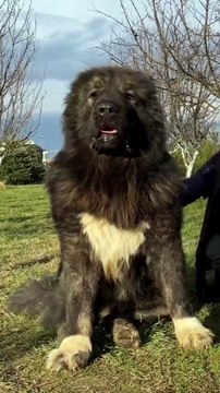 Caucasian Shepherd Dog One Of The Biggest Dog Breeds In The World #shorts #dog
